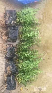 高度25厘米满天星