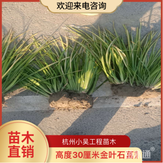 高度30厘米金叶石菖蒲