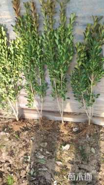 高度32厘米瓜子黄杨
