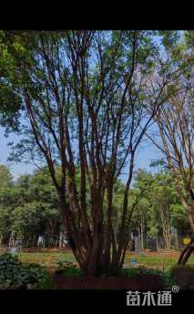 60公分(8杆)丛生黄连木