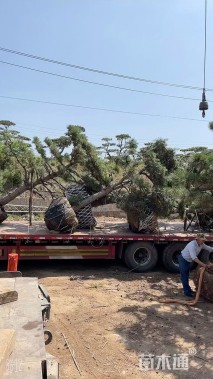 12公分造型黑松