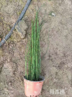 高度50厘米木贼