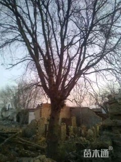 410公分红皮皂角