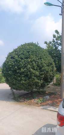 高度350厘米冬青球