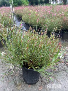 高度40厘米山桃草