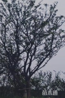45公分朴树