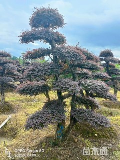 15公分造型红花继木桩