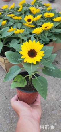 高度20厘米向日葵