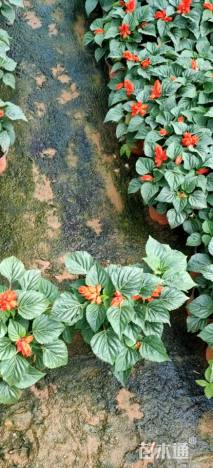 高度20厘米一串红