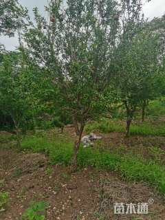 高度250厘米花石榴