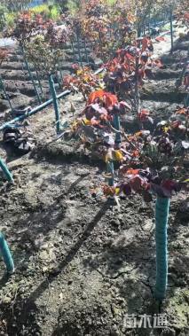 高度120厘米月季