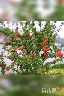 高度350厘米花石榴