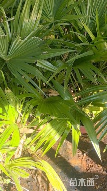 裸干高30厘米蒲葵