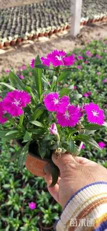 高度20厘米须苞石竹