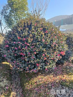 冠幅150厘米茶梅球