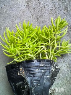 高度10厘米金叶佛甲草