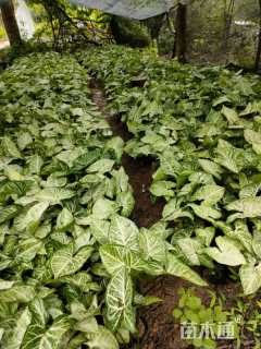 高度60厘米非洲茉莉