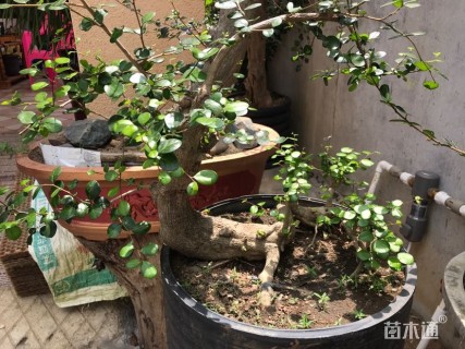 高度20厘米博兰