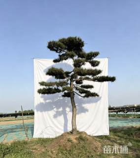 30公分精品造型黑松