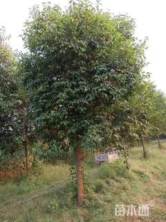 15公分大叶女贞