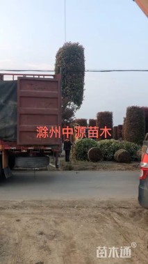 高度350厘米红叶石楠柱