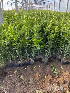 高度60厘米大叶黄杨