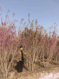 高度300厘米丛生紫荆