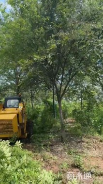 15公分榉树