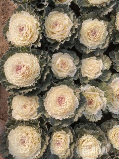 高度20厘米羽衣甘蓝