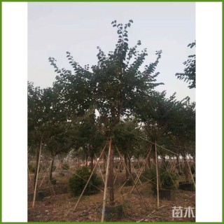 7公分洋紫荆