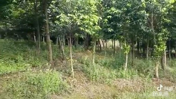 8公分沉香