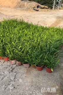 高度40厘米排骨草