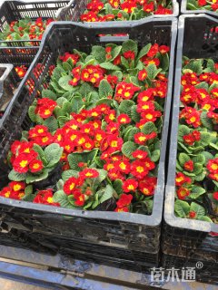 高度15厘米报春花