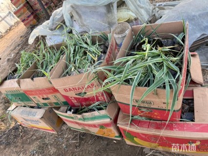 高度30厘米花叶芦竹