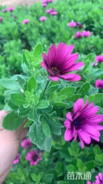高度30厘米南非万寿菊
