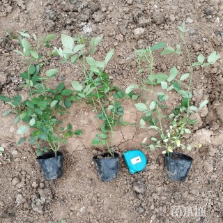 高度45厘米丰花月季小苗