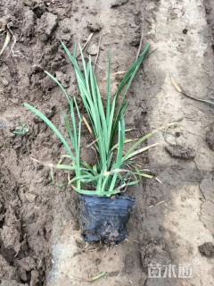 高度20厘米兰花三七草