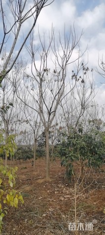 14公分黄山栾树