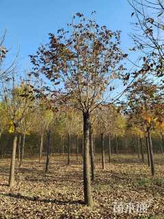 13公分秋紫白蜡