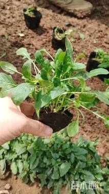 高度20厘米美丽月见草