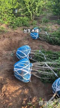 高度200厘米丛生木槿