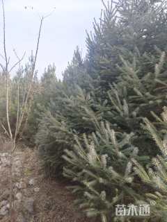 高度1500厘米云杉