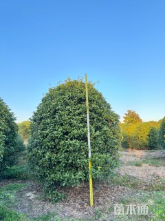 10公分桂花