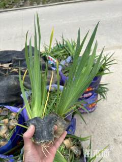 高度20厘米黄菖蒲