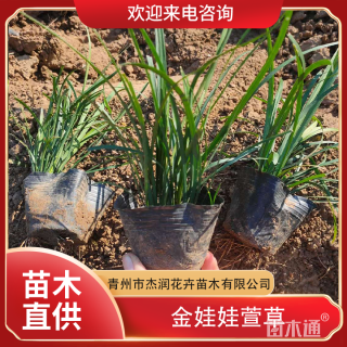 高度20厘米金娃娃萱草