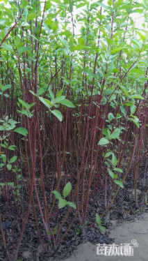 高度100厘米红瑞木