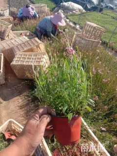 高度20厘米红花山桃草