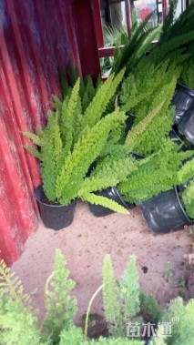 高度30厘米狐尾天门冬