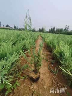 高度40厘米沙地柏