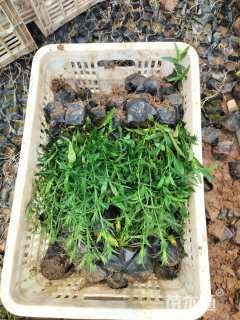 高度20厘米荷兰菊